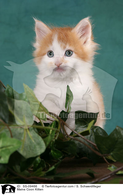 Maine Coon Ktzchen / Maine Coon Kitten / SS-09466