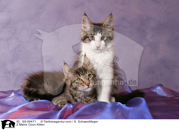 2 Maine Coon Kitten / SS-09471