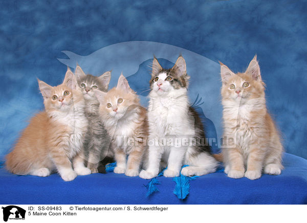 5 Maine Coon Kitten / SS-09483