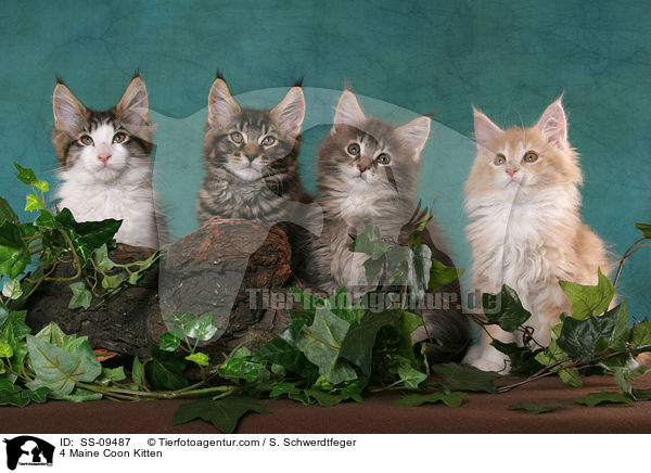4 Maine Coon Kitten / SS-09487