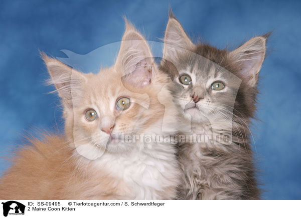 2 Maine Coon Kitten / SS-09495
