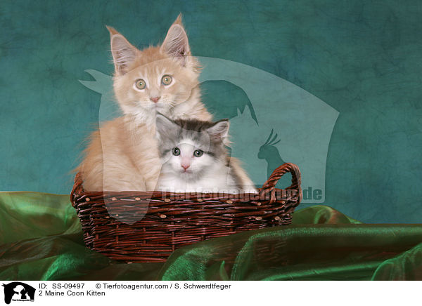 2 Maine Coon Kitten / SS-09497