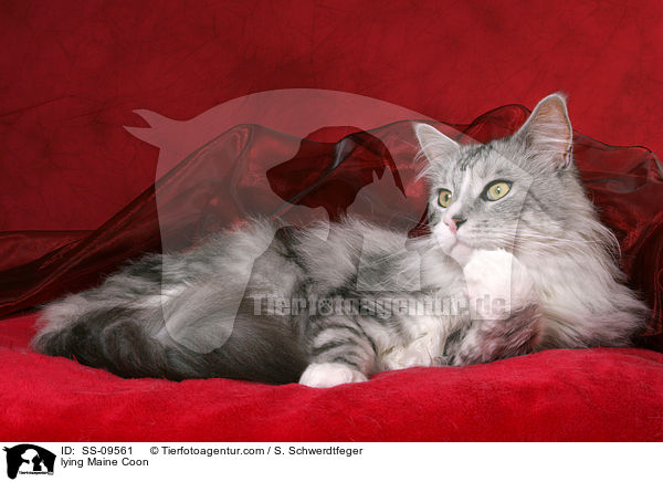 lying Maine Coon / SS-09561