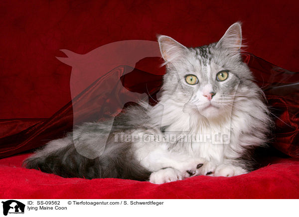 lying Maine Coon / SS-09562