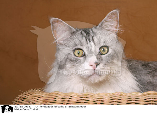 Maine Coon Portrait / SS-09587