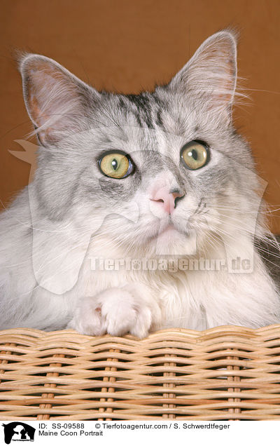 Maine Coon Portrait / SS-09588