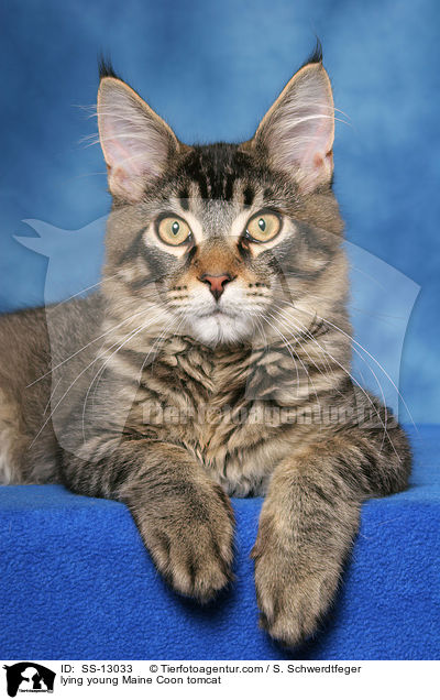 liegender junger Maine Coon Kater / lying young Maine Coon tomcat / SS-13033