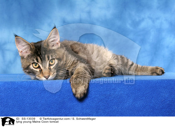 liegender junger Maine Coon Kater / lying young Maine Coon tomcat / SS-13039