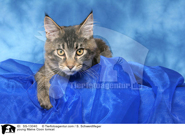 young Maine Coon tomcat / SS-13040