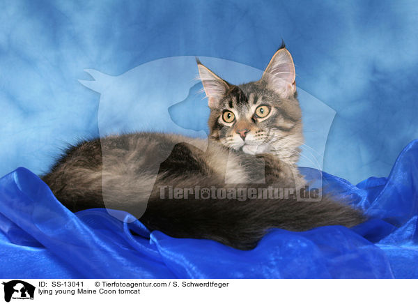 liegender junger Maine Coon Kater / lying young Maine Coon tomcat / SS-13041