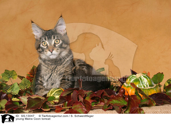 junger Maine Coon Kater / young Maine Coon tomcat / SS-13047