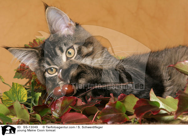 junger Maine Coon Kater / young Maine Coon tomcat / SS-13049