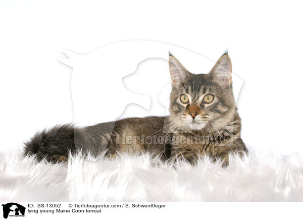liegender junger Maine Coon Kater / lying young Maine Coon tomcat / SS-13052