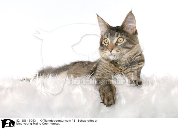 liegender junger Maine Coon Kater / lying young Maine Coon tomcat / SS-13053