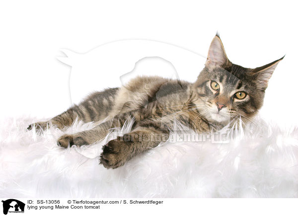 liegender junger Maine Coon Kater / lying young Maine Coon tomcat / SS-13056