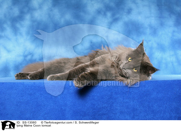 liegender Maine Coon Kater / lying Maine Coon tomcat / SS-13060