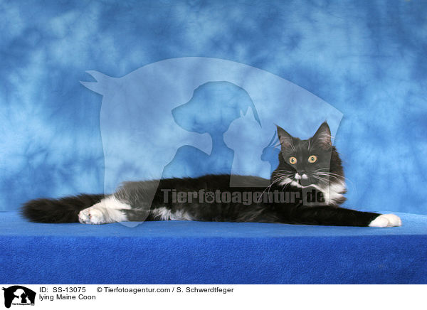 liegende Maine Coon / lying Maine Coon / SS-13075
