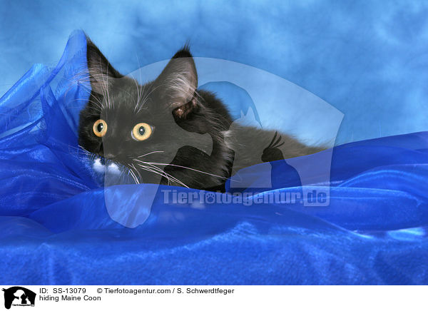 Amerikanische Waldkatze versteckt sich / hiding Maine Coon / SS-13079