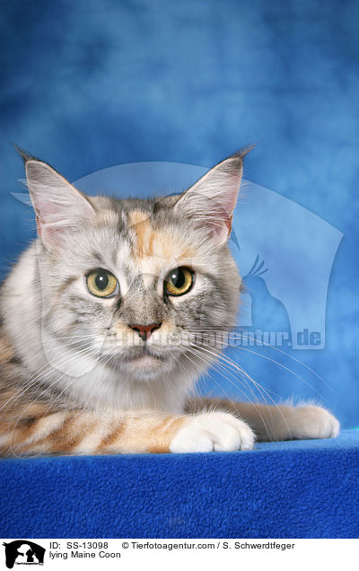 liegende Maine Coon / lying Maine Coon / SS-13098