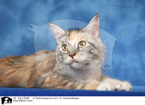 liegende Maine Coon / lying Maine Coon / SS-13099