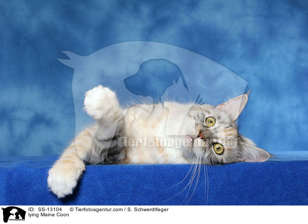 liegende Maine Coon / lying Maine Coon / SS-13104