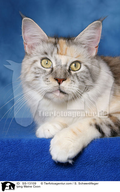 liegende Maine Coon / lying Maine Coon / SS-13109