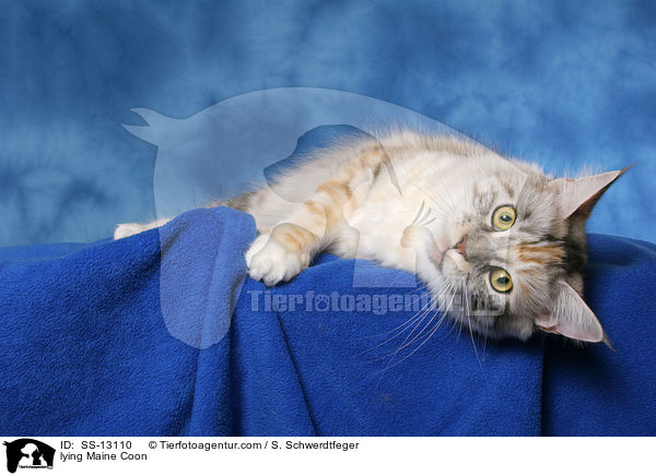 liegende Maine Coon / lying Maine Coon / SS-13110