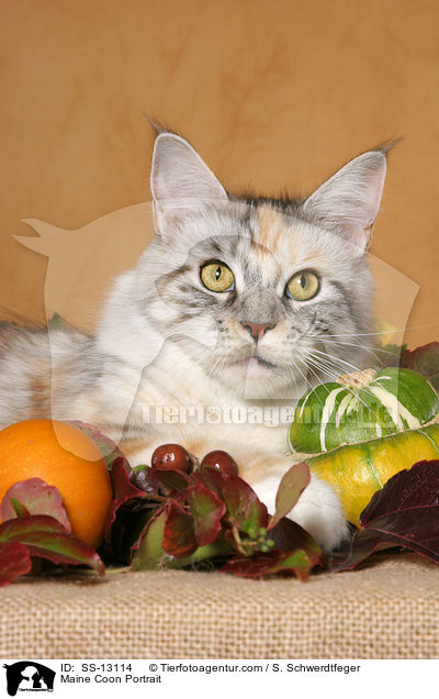 Amerikanische Waldkatze Portrait / Maine Coon Portrait / SS-13114