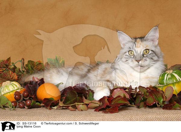liegende Maine Coon / lying Maine Coon / SS-13116