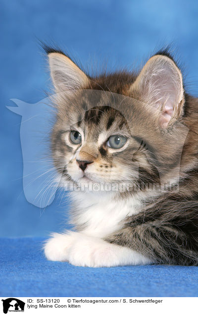 lying Maine Coon kitten / SS-13120