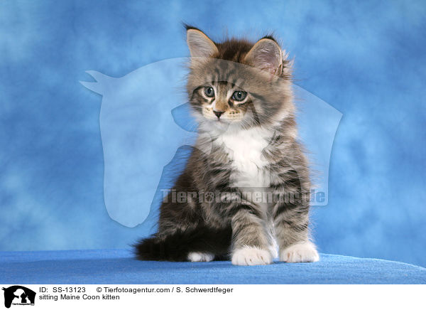 sitzendes Maine Coon Ktzchen / sitting Maine Coon kitten / SS-13123