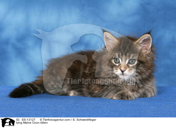 liegendes Maine Coon Ktzchen / lying Maine Coon kitten / SS-13127