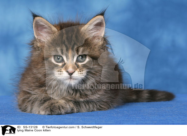 liegendes Maine Coon Ktzchen / lying Maine Coon kitten / SS-13128