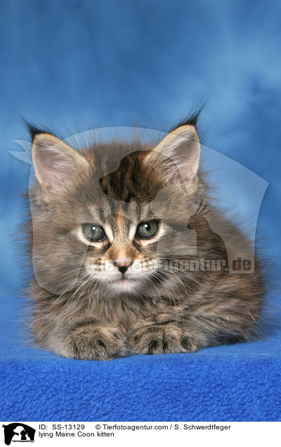 liegendes Maine Coon Ktzchen / lying Maine Coon kitten / SS-13129