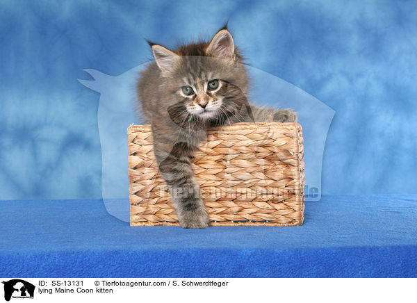 liegendes Maine Coon Ktzchen / lying Maine Coon kitten / SS-13131