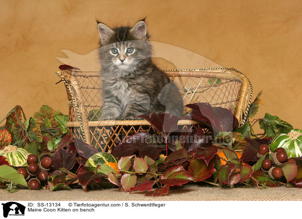 Maine Coon Ktzchen auf Bank / Maine Coon Kitten on bench / SS-13134