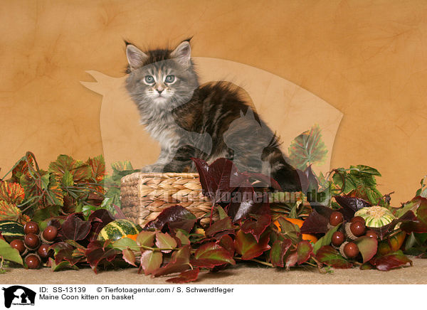 Maine Coon Ktzchen auf Krbchen / Maine Coon kitten on basket / SS-13139