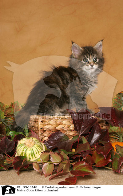 Maine Coon Ktzchen auf Krbchen / Maine Coon kitten on basket / SS-13140