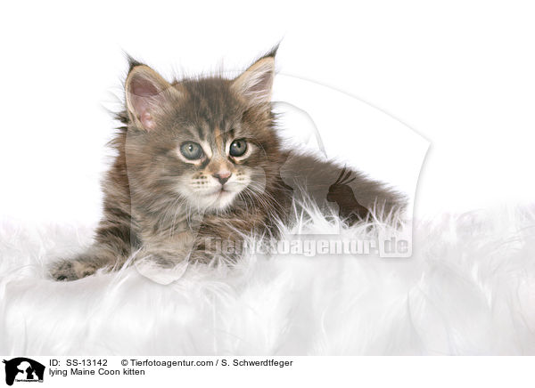 liegendes Maine Coon Ktzchen / lying Maine Coon kitten / SS-13142