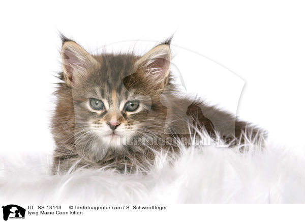lying Maine Coon kitten / SS-13143