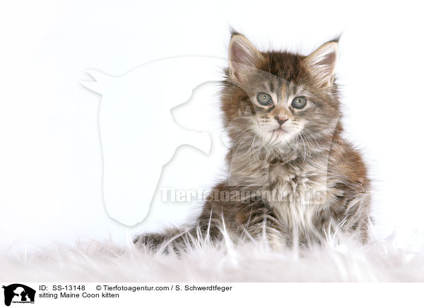 sitzendes Maine Coon Ktzchen / sitting Maine Coon kitten / SS-13148