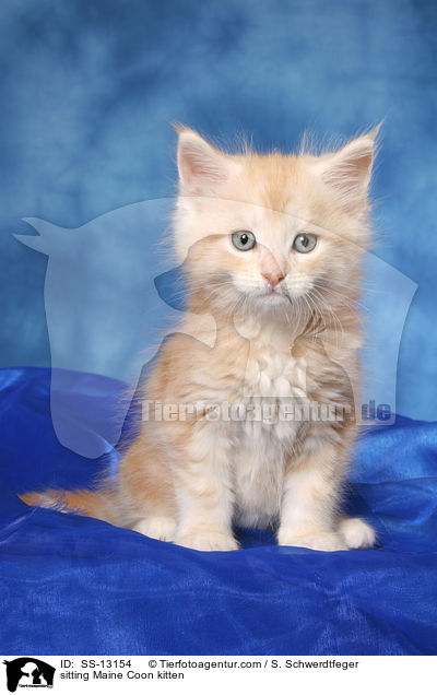 sitzendes Maine Coon Ktzchen / sitting Maine Coon kitten / SS-13154