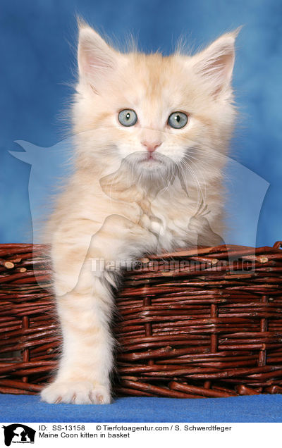 Maine Coon Ktzchen im Krbchen / Maine Coon kitten in basket / SS-13158