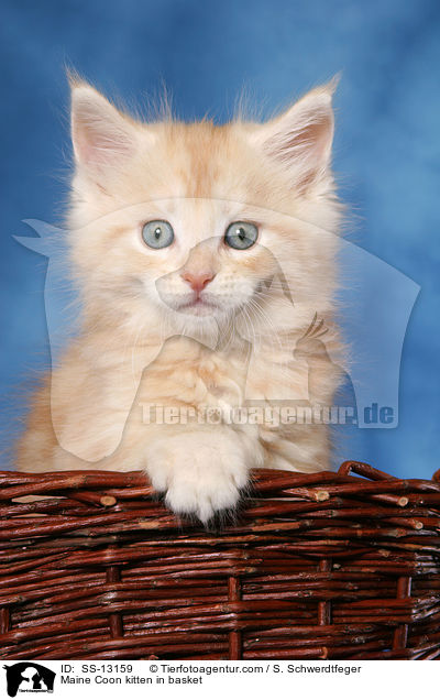 Maine Coon Ktzchen im Krbchen / Maine Coon kitten in basket / SS-13159