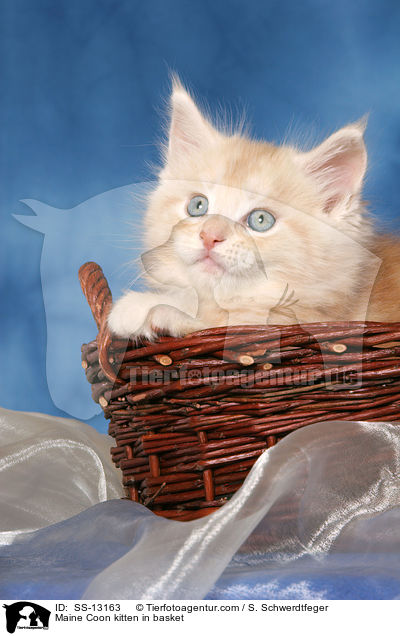 Maine Coon kitten in basket / SS-13163