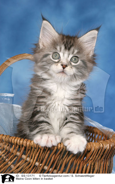 Maine Coon kitten in basket / SS-13171
