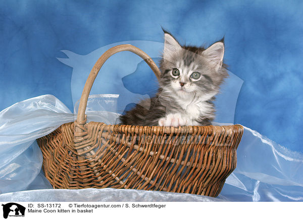 Maine Coon kitten in basket / SS-13172