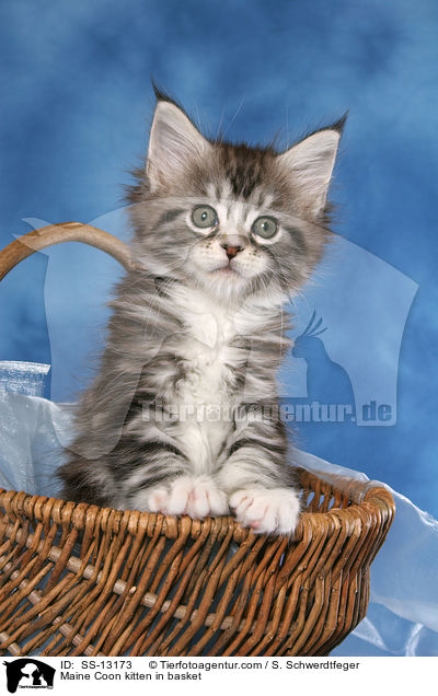 Maine Coon kitten in basket / SS-13173