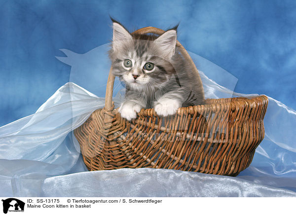 Maine Coon Ktzchen im Krbchen / Maine Coon kitten in basket / SS-13175