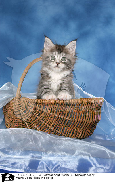 Maine Coon kitten in basket / SS-13177